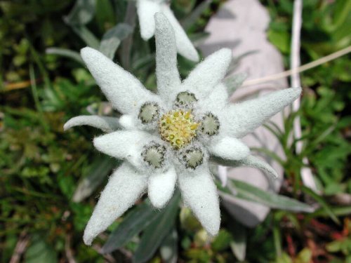 edelweiss flower